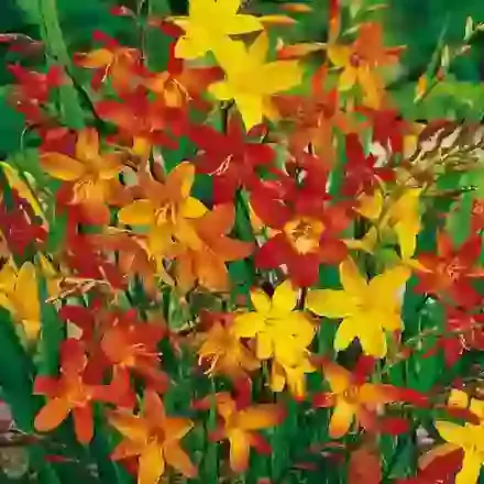 Crocosmia